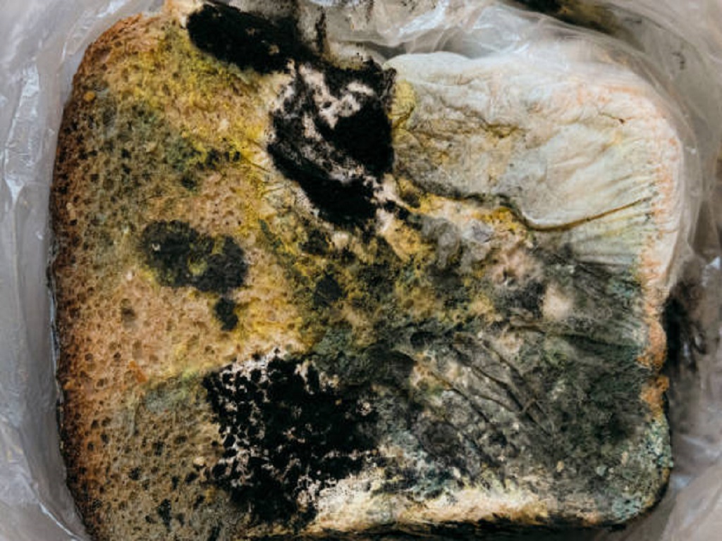 mold remediation near me