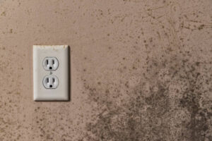 instant mold remover