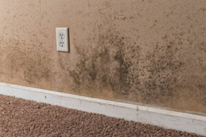 instant mold remover
