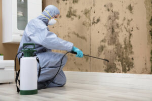 mold and asbestos removal