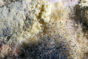 mold remediation near me