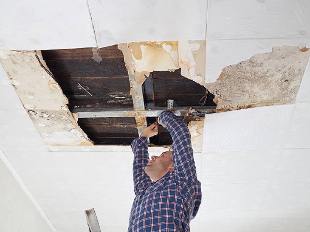 mold specialist in my area