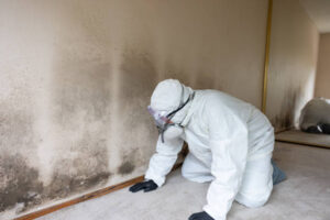 mold repair cost