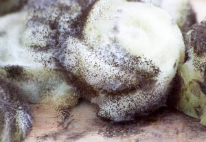 mold remediation near me