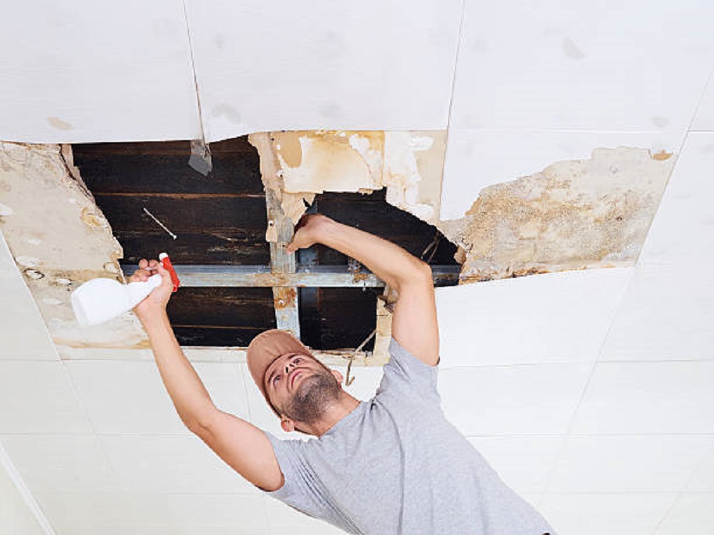 mold experts in my area