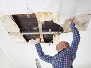 mold specialist in my area