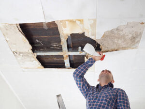 mold specialist in my area