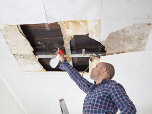 mold specialist in my area