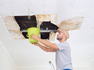 mold experts in my area