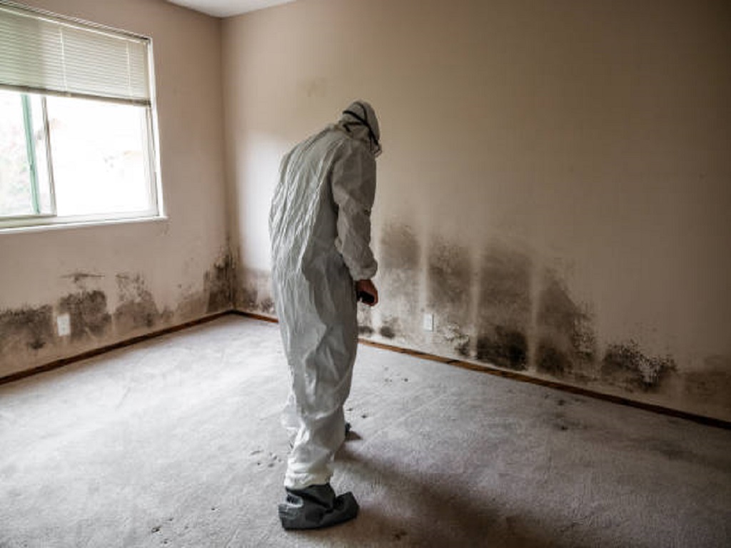 mold repair cost