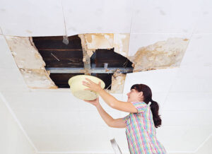 mold experts in my area