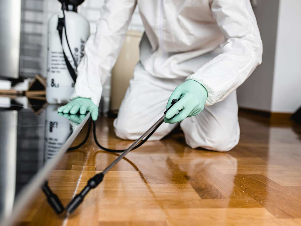 From Ants to Rodents: Complete Solutions for Toronto Pest Problems